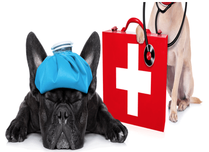 Formation Soins Aninaux Illustration PS17